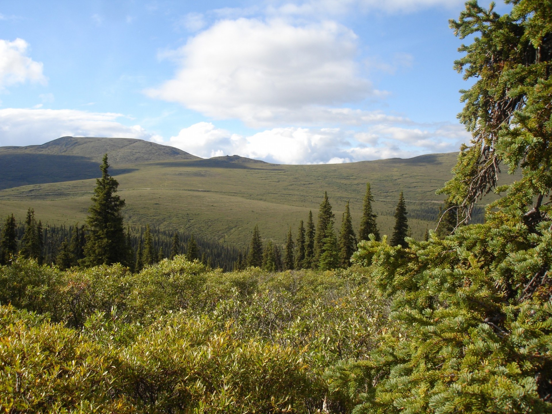 White spruce forests at the Twelvemile Summit in Alaska. This is one of the 10 study sites. 