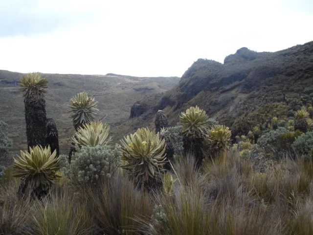 Central Andes, Colombia, 2010.JPG