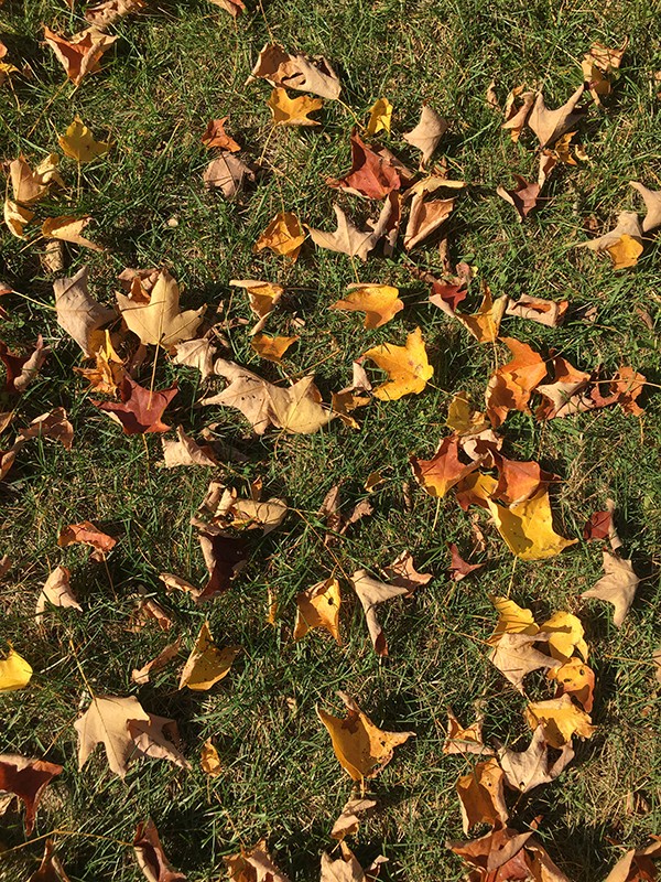 Fall 2016