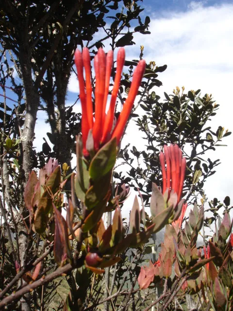 Flora, Colombia, 2010.JPG